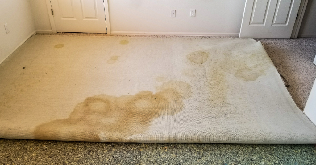 Old carpet, half pulled up from the ground, with stains all over the underside of it, representing what the end of a carpet's life expectancy looks like.