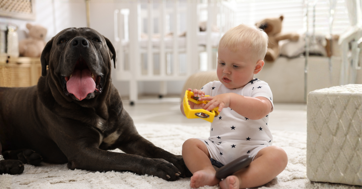 A baby sits on a rug in a nursery, playing with a yellow toy, while a large black dog lies beside him, reminding people to think, "Is carpet cleaning safe for my kids and pets?"